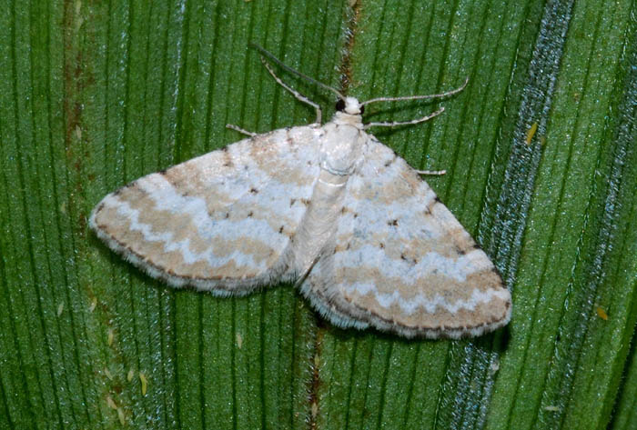 Geometridae da conf.